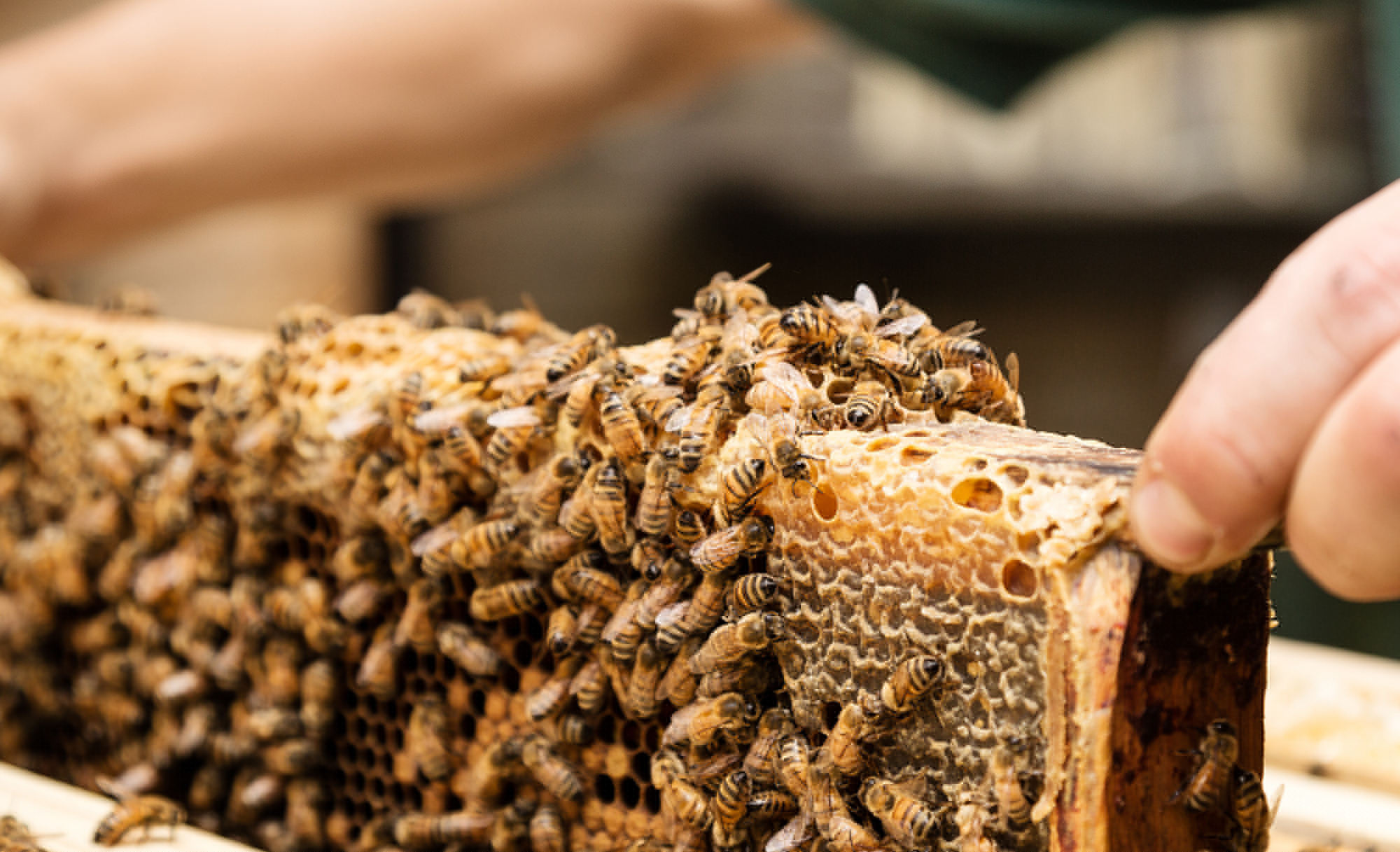 Abeilles et alvéoles